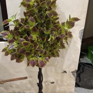 Leaf Fancy